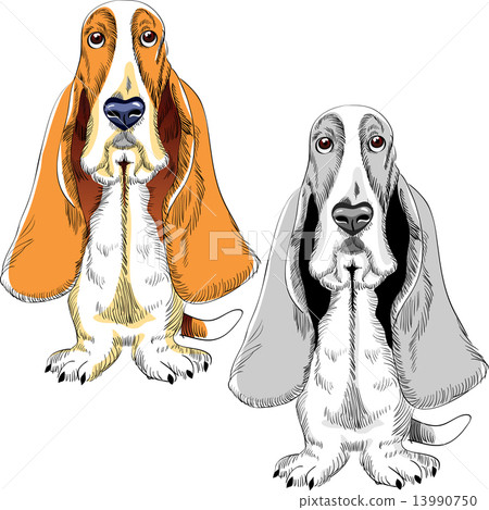 vector set dog Basset Hound breed 13990750