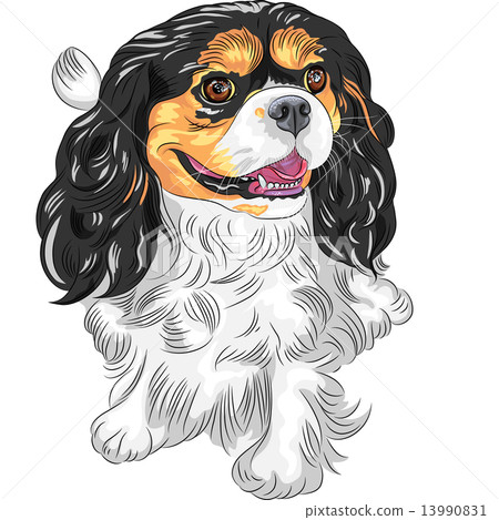 圖庫插圖: vector color sketch of the dog cavalier king charles