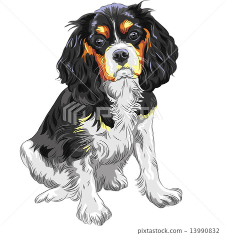 Vector color sketch of the dog Cavalier King Charles Spaniel bre Vector color sketch of the dog Cavalier King Charles Spaniel bre 13990832