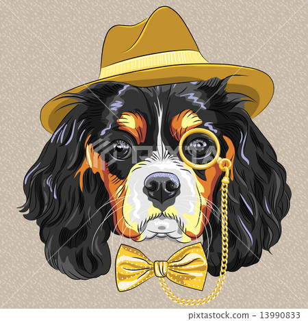 vector funny cartoon hipster dog King Charles Spaniel vector funny cartoon hipster dog King Charles Spaniel 13990833
