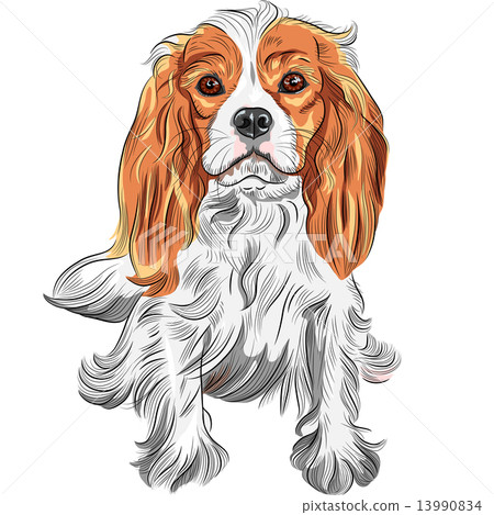 Vector color sketch of the dog Cavalier King Charles Spaniel bre Vector color sketch of the dog Cavalier King Charles Spaniel bre 13990834