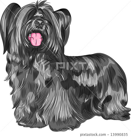 vector dog Skye Terrier breed vector dog Skye Terrier breed 13990835