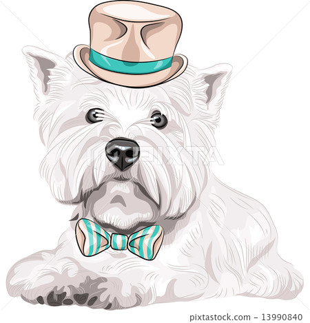vector dog West Highland White Terrier breed in hat and bow tie vector dog West Highland White Terrier breed in hat and bow tie 13990840