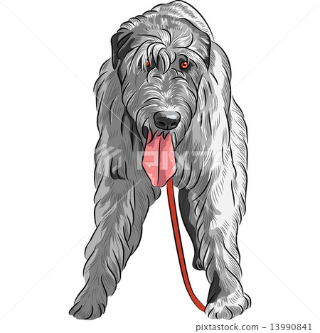 vector dog Irish Wolfhound breed vector dog Irish Wolfhound breed 13990841