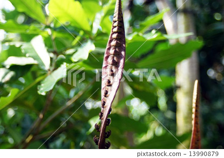 Cobra Orchid Cobra Orchid 13990879