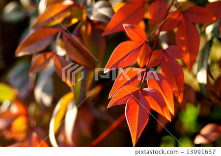 Southern autumn leaves 13991637