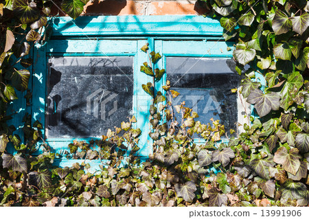 old small wooden window surrounded by ivy old small wooden window surrounded by ivy 13991906