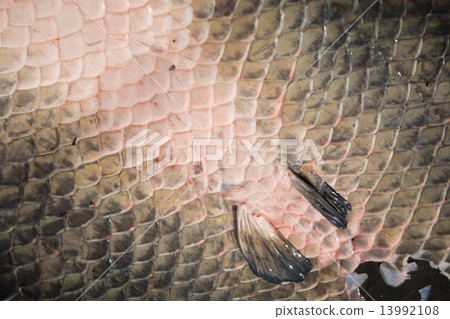 Arapaima Pirarucu skin, background Arapaima Pirarucu skin, background 13992108