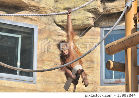 Orangutan 13992844