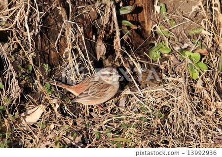 Great white fish Great white fish 13992936