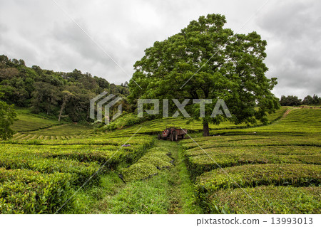 Tea plantation on Azores 13993013