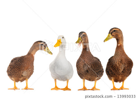 Four ducks Four ducks 13993033