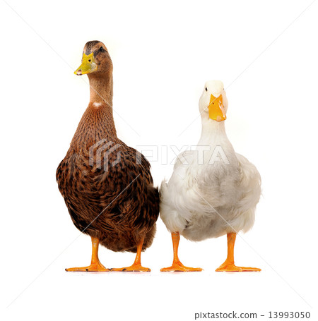 two duck two duck 13993050