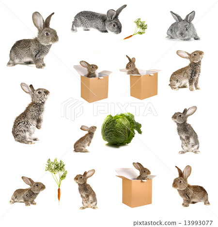grey rabbit grey rabbit 13993077
