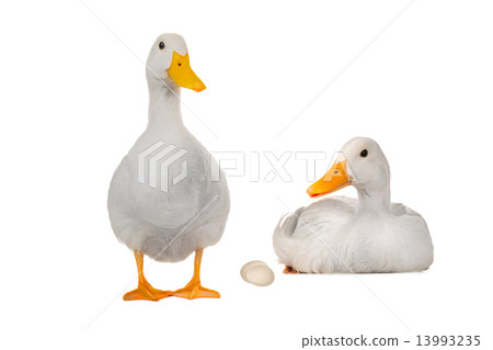 two duck two duck 13993235