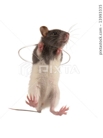 Rat Rat 13993335