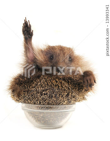 Standing hedgehog 13993341