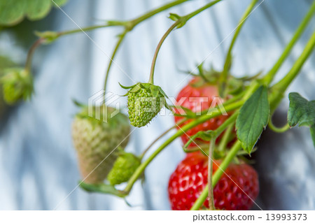 Immature strawberries 13993373
