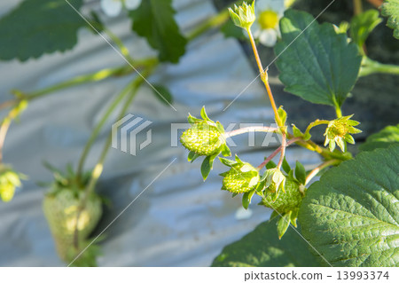Immature strawberries 13993374