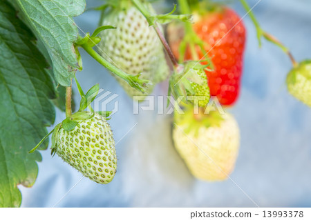 未成熟的草莓 13993378