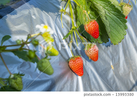 Immature strawberries 13993380