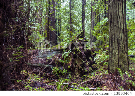 Fallen Forest Tree 13993464