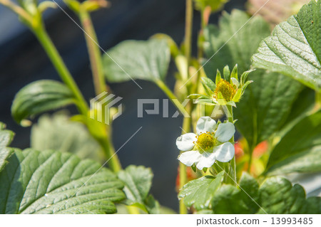 草莓花瓣 草莓花瓣 13993485