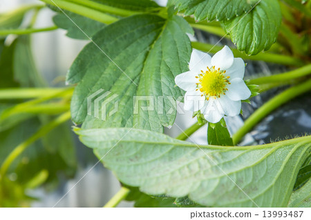 Strawberry petals 13993487