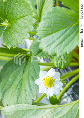 Strawberry petals 13993488