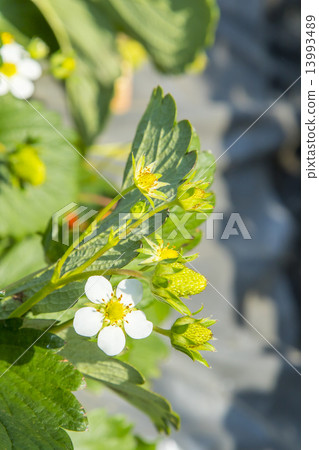 Strawberry petals 13993489