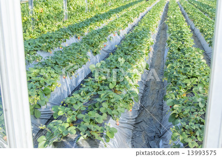 Strawberry picking 13993575