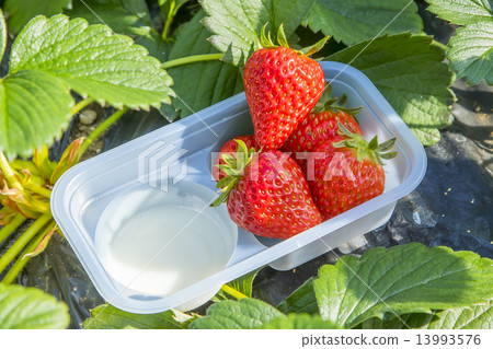 草莓草莓 13993576