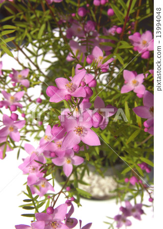 Boronia · Pinata 13994048
