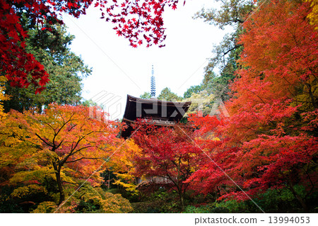 Koto寺廟秋葉在Mt. Koto寺廟秋葉在Mt. 13994053