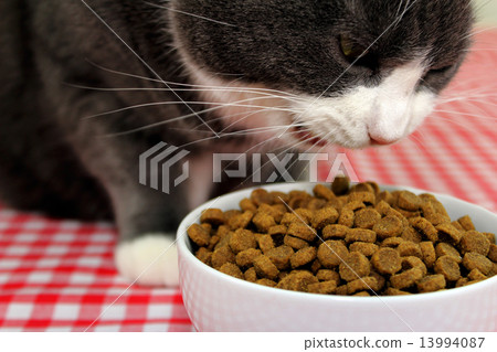 cat eating dinner cat eating dinner 13994087