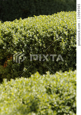 Boxwood hedge after rain closeup 13994565