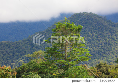 Exotic rainforest landscape Exotic rainforest landscape 13994622