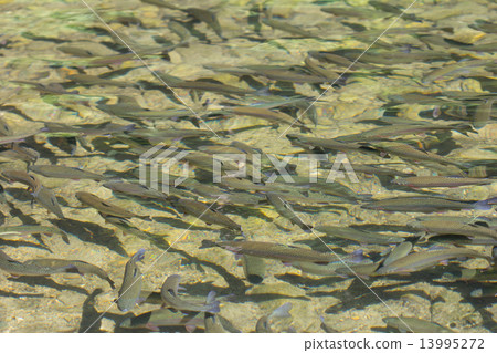 A group of rainbow trout A group of rainbow trout 13995272