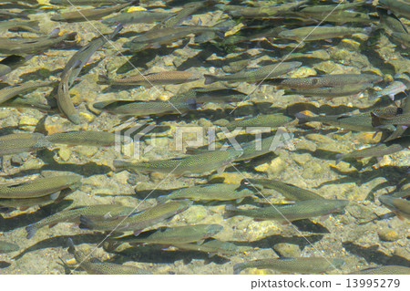 A group of rainbow trout A group of rainbow trout 13995279