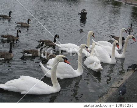 Swan of London Kensington Gardens 13995285