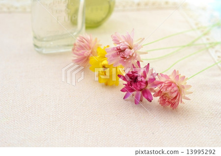 蠟菊乾燥花 13995292