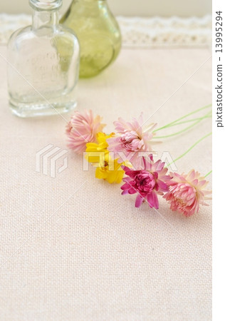 Dry flower of Helichrysum 13995294