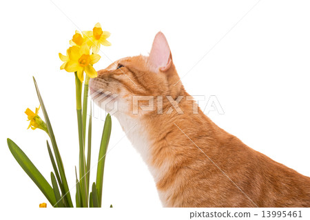 Orange cat is smelling the daffodils 13995461