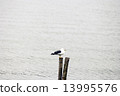 海鷗 13995576