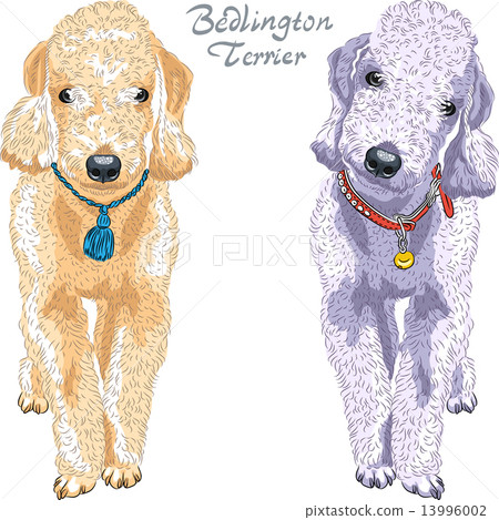 vector dog Bedlington Terrier breed vector dog Bedlington Terrier breed 13996002