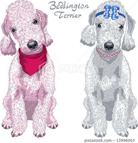 vector dog Bedlington Terrier breed vector dog Bedlington Terrier breed 13996003