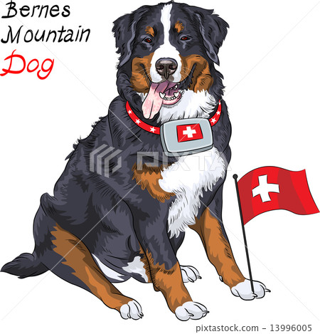 Vector dog breed Bernese mountain dog smiling Vector dog breed Bernese mountain dog smiling 13996005