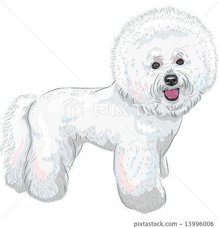 vector white cute dog Bichon Frise breed vector white cute dog Bichon Frise breed 13996006