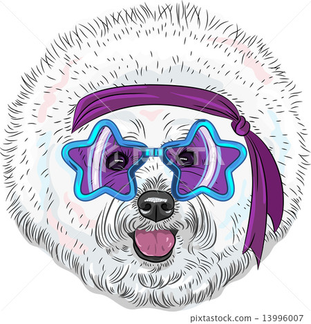 vector funny cartoon hipster dog Bichon Star Disco vector funny cartoon hipster dog Bichon Star Disco 13996007