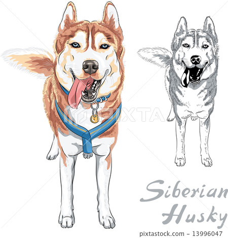 vector dog Siberian Husky breed vector dog Siberian Husky breed 13996047